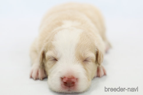 成約済の神奈川県のボーダーコリー-327513の5枚目